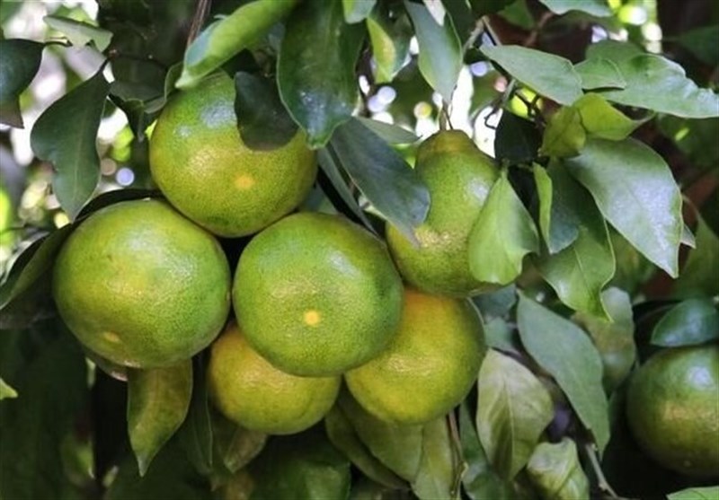 گزارش| سورتینگداران به جان مرکبات سبز شمال افتادهاند