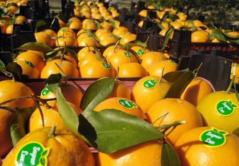 گزارش| سورتینگداران به جان مرکبات سبز شمال افتادهاند