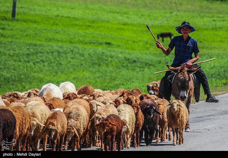 گفتوگو| چرا گردشگری عشایری مازندران در سایه است؟