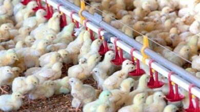 20 میلیون قطعه جوجهریزی در اردبیل انجام شد