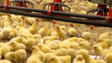 26 میلیون قطعه جوجهریزی طیور در زنجان