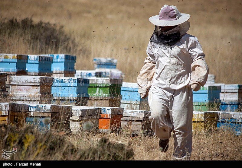 4 مشکلی که صنعت زنبورداری را رنج میدهد!