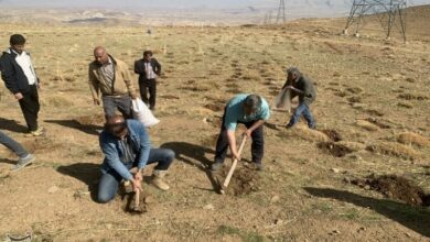 45 هکتار از اراضی آبدانان زیر کشت گیاه دارویی گلرنگ رفت