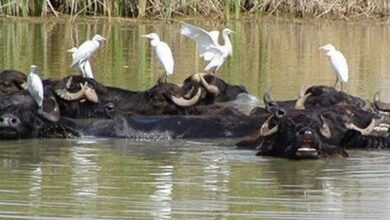 آبگیری 80 درصدی تالاب حله بوشهر