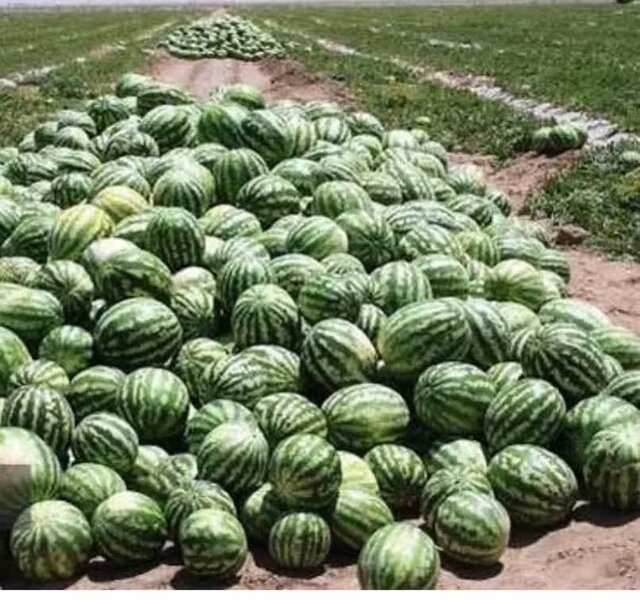 آغاز برداشت و ارسال هندوانههای یلدایی از میناب هرمزگان به سراسر کشور