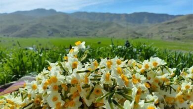 آغاز جشنواره معطر گل نرگس خفر؛ از فردا