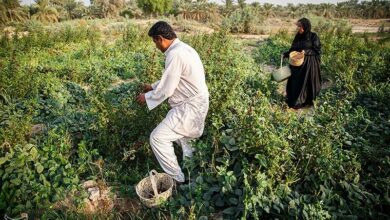 _آغاز_ _برداشت_ _چای_ _ترش_ _در_ _شهرستان_ _دلگان_