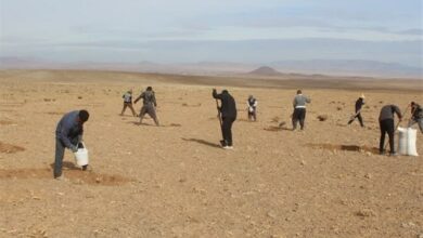 اجرای پروژه کپهکاری در 70 هکتار از مراتع تفرش