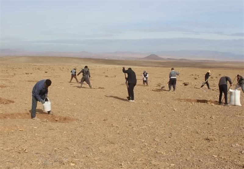 اجرای پروژه کپهکاری در 70 هکتار از مراتع تفرش