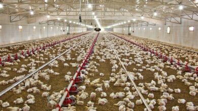 افزایش رشد 17 درصدی جوجهریزی در مرغداریهای بوشهر