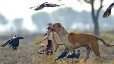 _افزایش_ _حمله_ _سگ__های_ _ولگرد_ _در_ _بابل_/ _تهدید_ _جدی_ _علیه_ _بهداشت_!