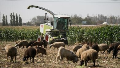 برداشت 100 هزار تن ذرت علوفهای از مزارع ایلام