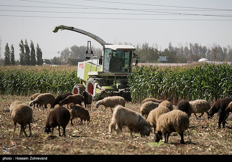برداشت 100 هزار تن ذرت علوفهای از مزارع ایلام