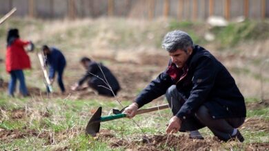 بوستان 50 هکتاری خانواده در جیرفت احداث میشود