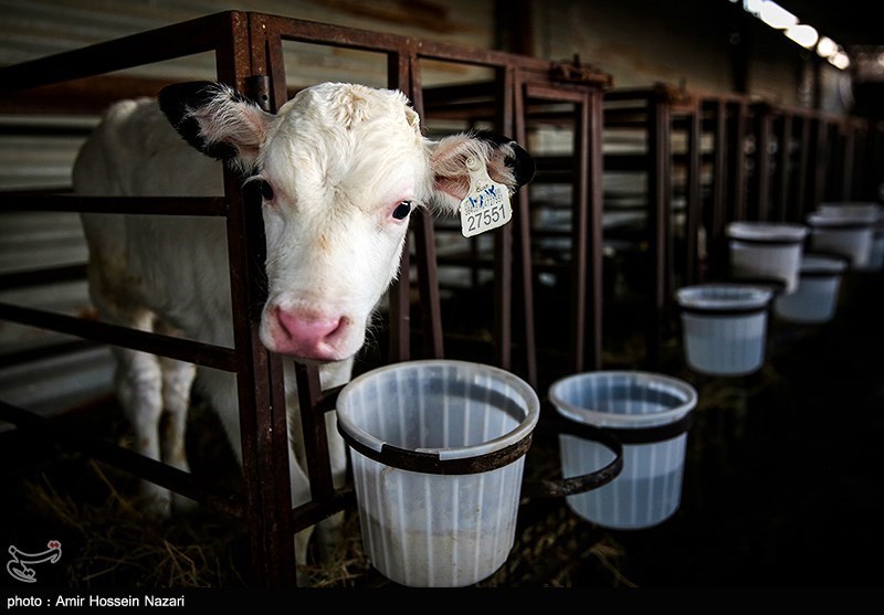 تخصیص 180میلیارد به دامپروری لرستان/ بازیابی واحدهای تولیدی