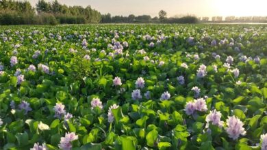 تلاش برای نجات تالاب انزلی از چنگال سنبل آبی