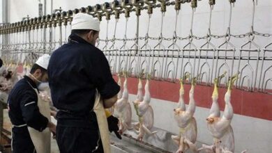 توزیع 18 هزار تن مرغ گرم در چهارمحال و بختیاری در سال جاری