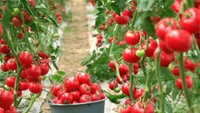 تولید 40 هزار تن محصول از گلخانههای استان بوشهر