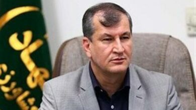 تولید روغن زیتون در ایران به 17 هزار تن رسید + فیلم