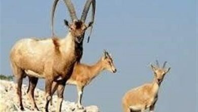ثبت کل و بز کوهی در پناهگاه حیاتوحش سفیدکوه ازنا