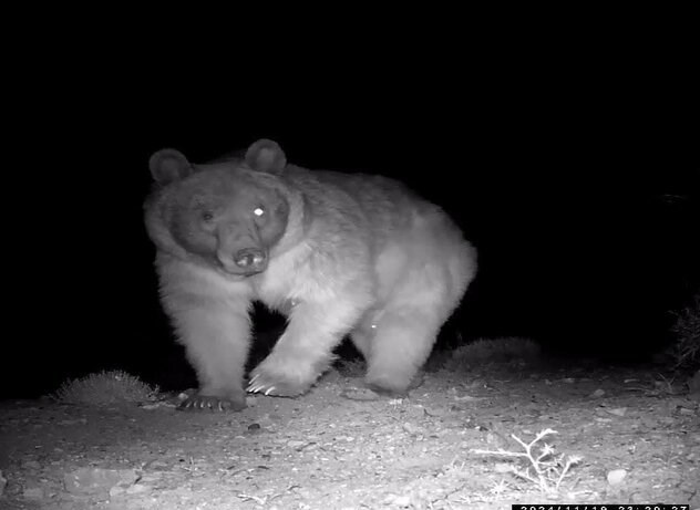 ثبت گربه وحشی و خرس قهوهای در تنوع زیستی سرچهان