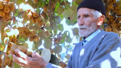 حکایت تلخ کشاورزان کیویکار/ دلنگرانی از بازار و دلالان!