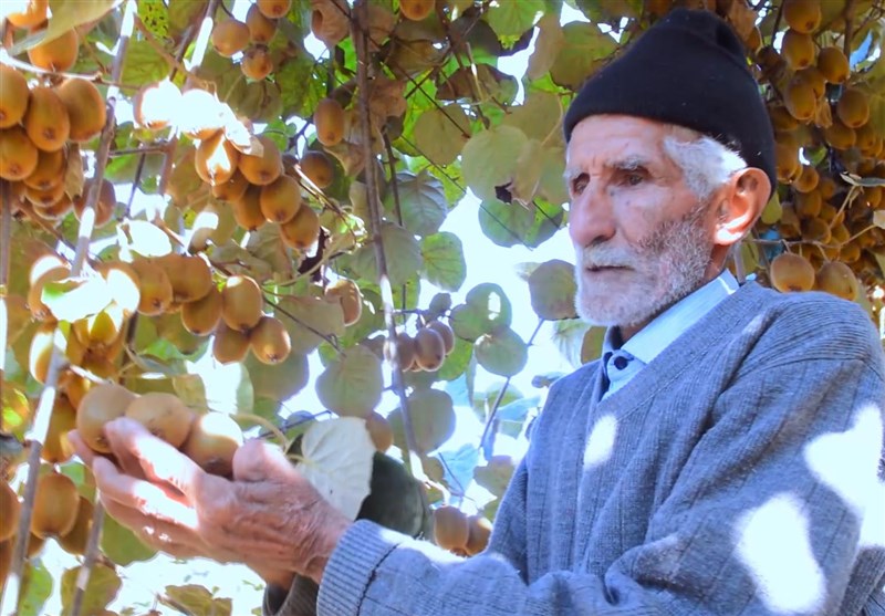 حکایت تلخ کشاورزان کیویکار/ دلنگرانی از بازار و دلالان!