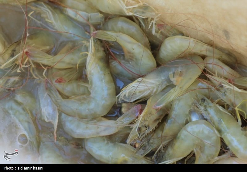 خسارت 50 درصدی به استخرهای پرورش میگوی بوشهر