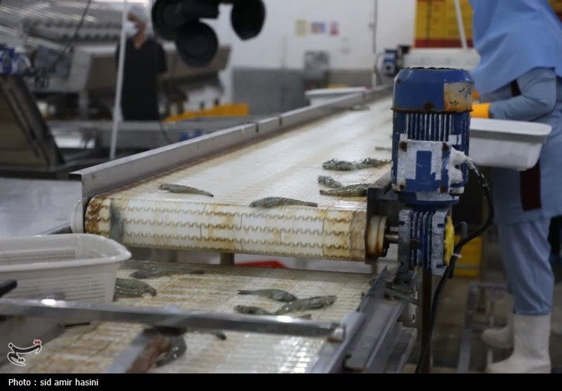 خسارت 50 درصدی به استخرهای پرورش میگوی بوشهر