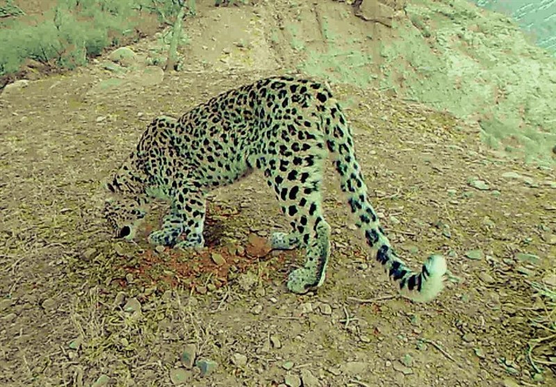 خطر انقراض پلنگ دنا را تهدید میکند/ فروش گوشت بز وحشی