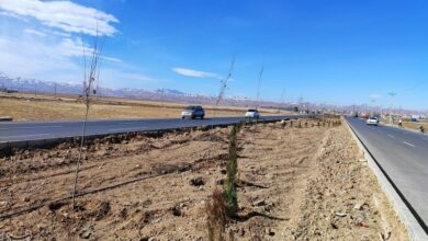 درختکاری انبوه در شهرکرد آغاز شد + تصاویر