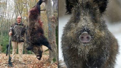 دستگیری شکارچی غیرمجاز گراز در کردستان