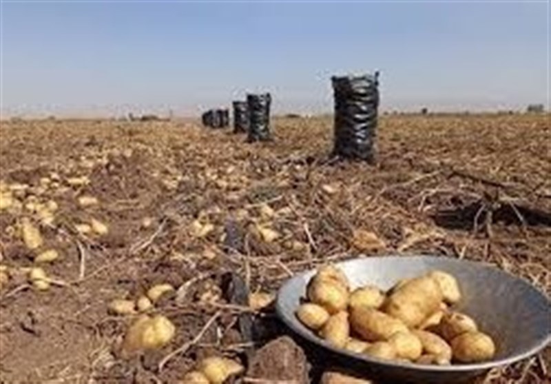 ذخیرهسازی 5 هزار تن سیبزمینی در کردستان