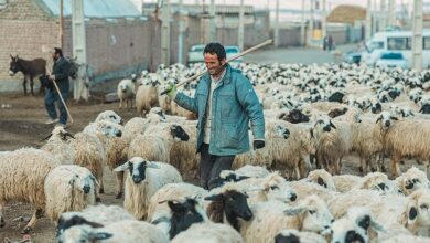 رفع مشکل تأمین نهادهها و تسهیلات بانکی دامداران در قم