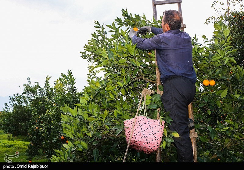 روایت تلخ تسنیم از سرشماری کشاورزی/