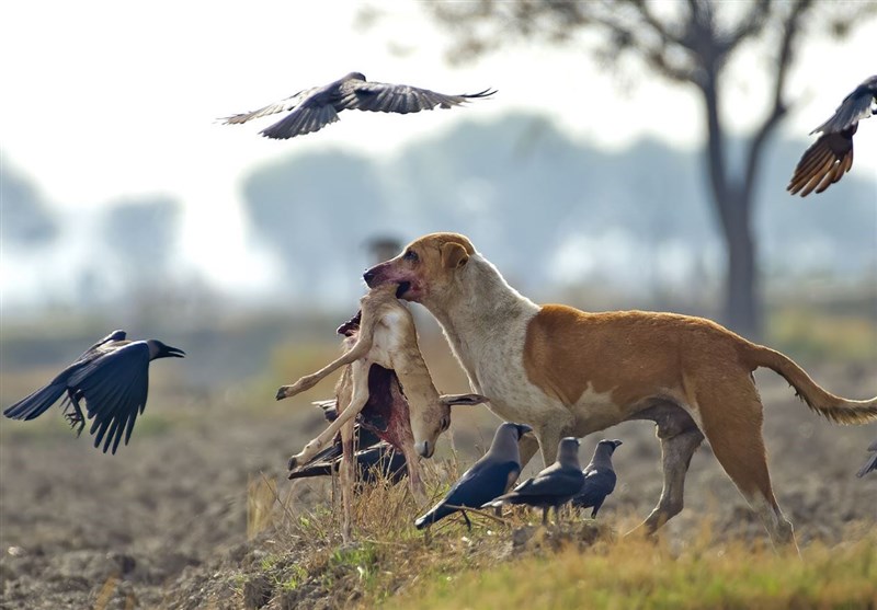 زندهگیری 960 سگ ولگرد در شهر ورامین