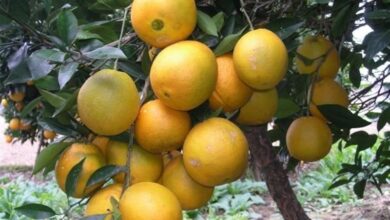 زوال مرکبات در شمال ایران/ مرگ تدریجی درخت و باغداران!