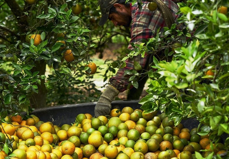 زوال مرکبات در شمال ایران/ مرگ تدریجی درخت و باغداران!