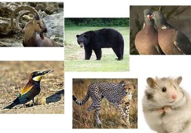زیست 23 گونه پستاندار در شاهو و کوسالان