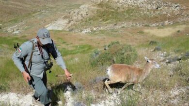 شناسایی 50 متخلف شکار و صید در خواف، از ابتدای سال جاری