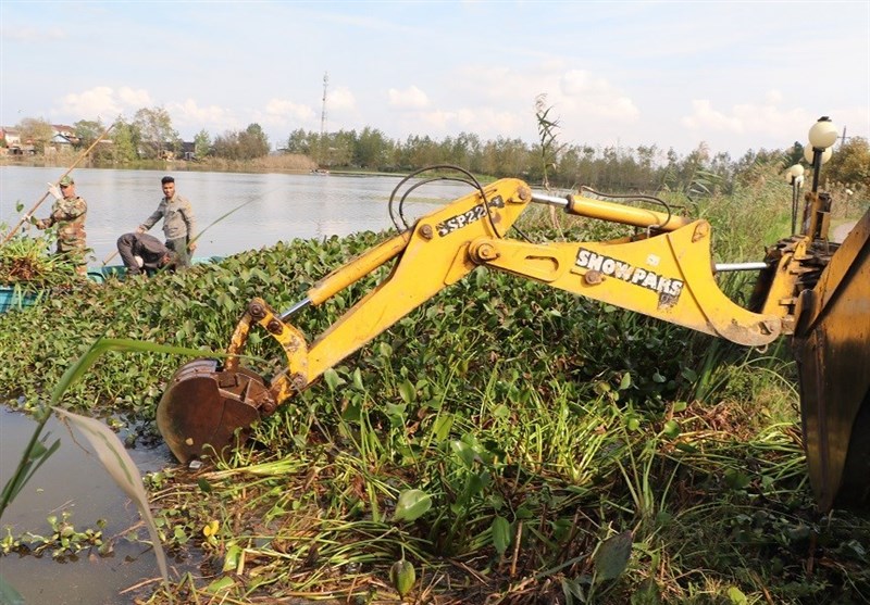 شیطان آبی در کمین شالیزارهای بابل/