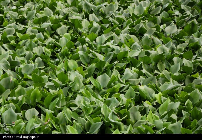 شیطان آبی در کمین شالیزارهای بابل/