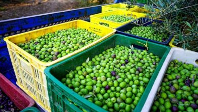 صادرات زیتون ایران به 100کشور با گردش مالی 5هزار میلیاردی