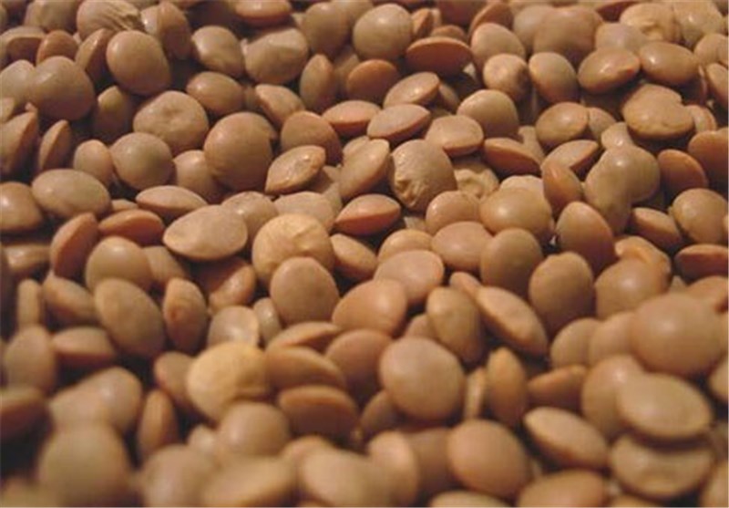 «عدس الملک»؛ از مزارع خفر تا بازارهای جهانی