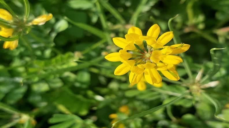 «عدس الملک»؛ از مزارع خفر تا بازارهای جهانی