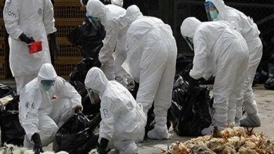 فرماندار کالیفرنیای آمریکا وضعیت اضطراری اعلام کرد