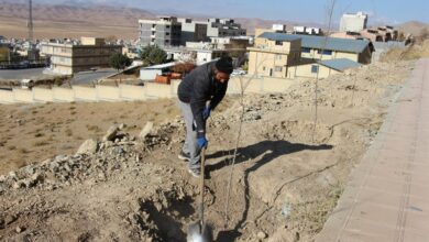 فضای سبز جایگزین درختان فرسوده قطع شده در شهرکرد شد