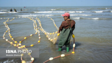 ممنوعیت صید تجاری ماهیان خاویاری دریای خزر تمدید شد