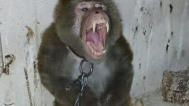 میمون سرگردان زنجان زندهگیری شد+عکس