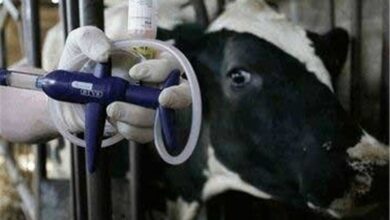 واکسیناسیون 347 هزار رأس دام سیستان و بلوچستان علیه تب مالت